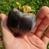 Black Persimmon Plant - Image 2