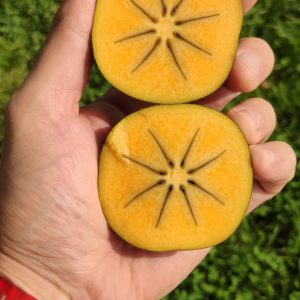 Black Persimmon Plant