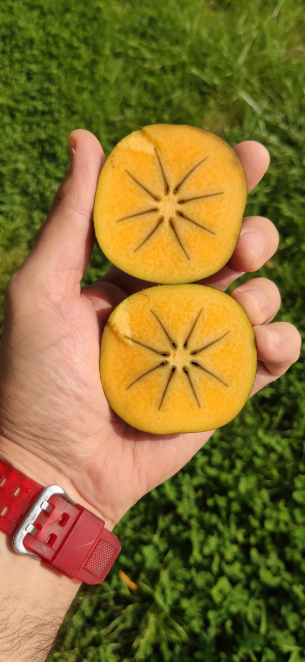 Black Persimmon Plant