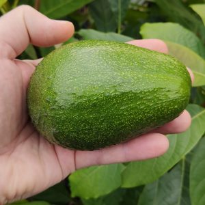 Porrua Hardy Avocado