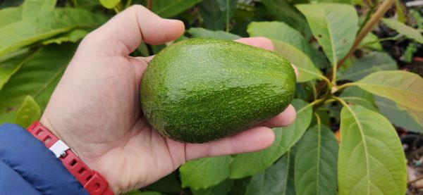 Porrua Hardy Avocado